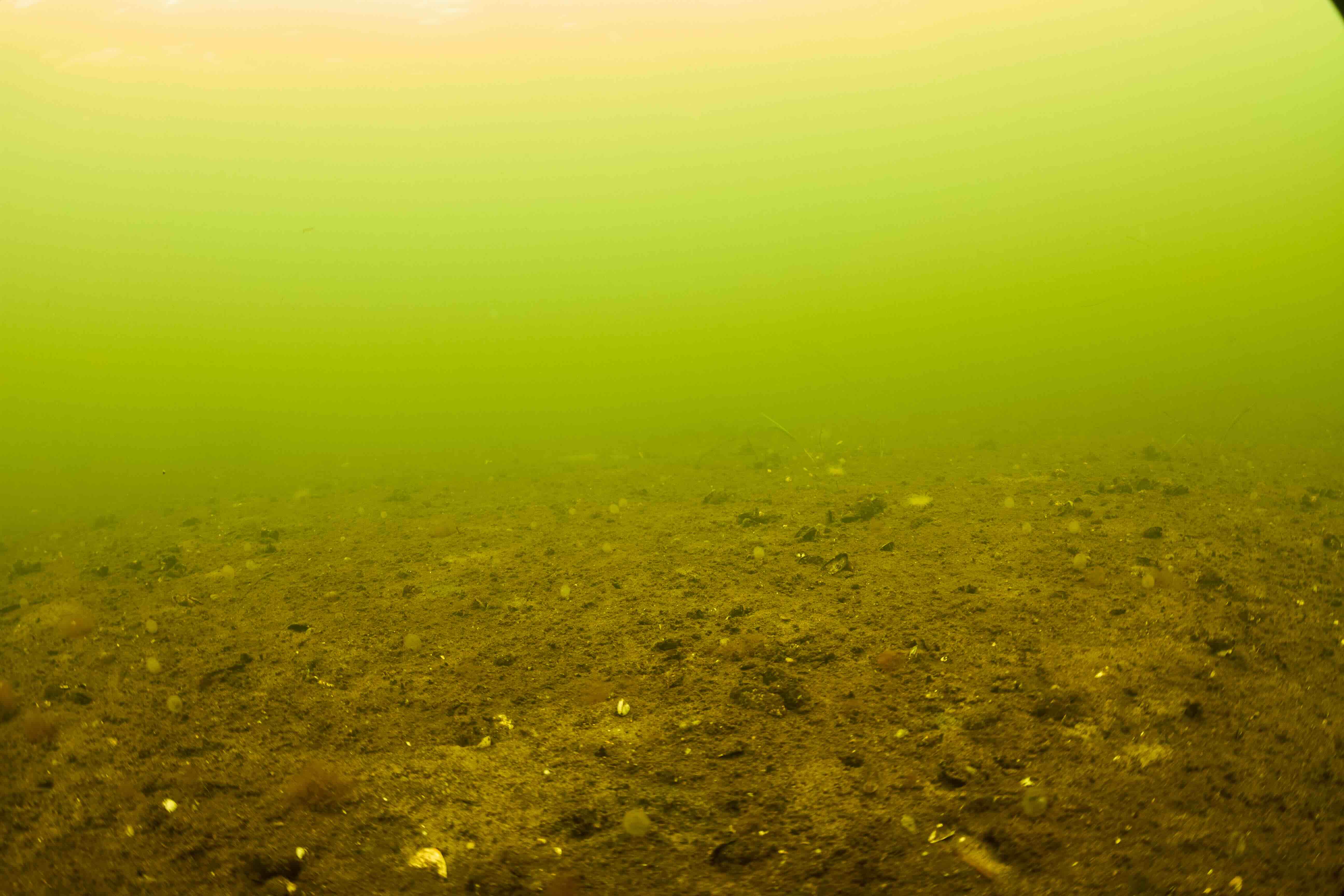 Iltsvind i Skive Fjord fra Greenpeace-dokumentation