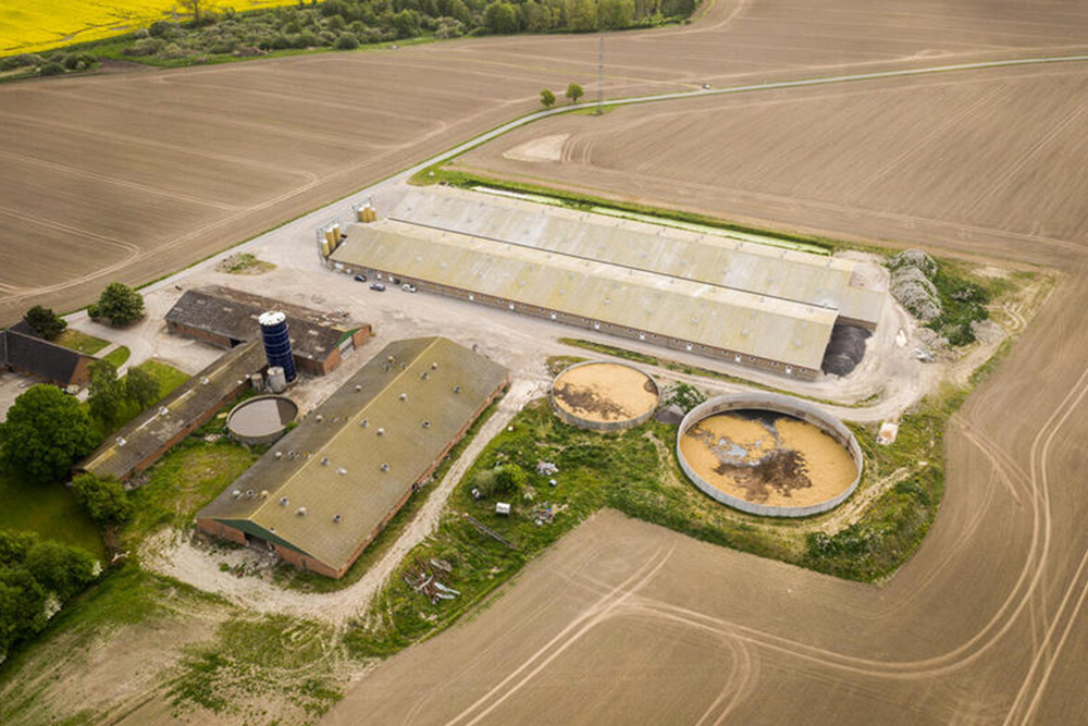 Svineproduktion og stalde ved landsbyen Rislev uden for Næstved, tæt ved et beskyttet NATURA 2000-område